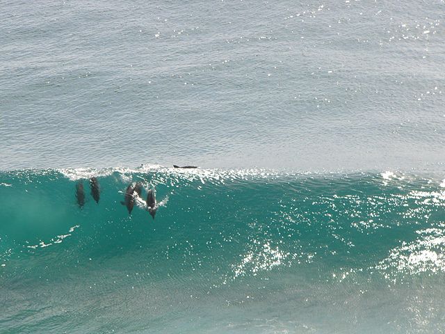 Image:Dolphins-surfing.jpg