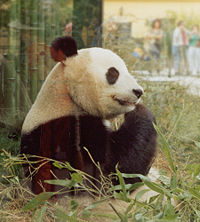 Giant panda in Vienna’s zoo Tiergarten Schönbrunn