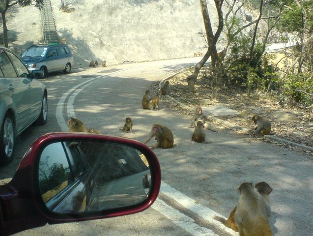 Image:Monkeys in kam shan.JPG