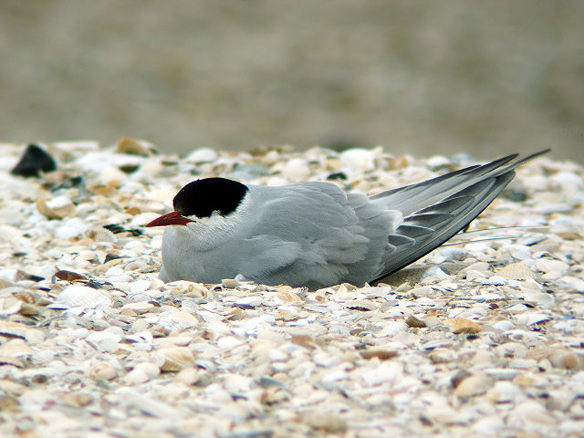 Image:Kuestenseeschwalbe-Kniepsand.jpg