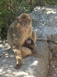 Female Barbary macacque with young suckling at Mediterranean Steps, Gibraltar.