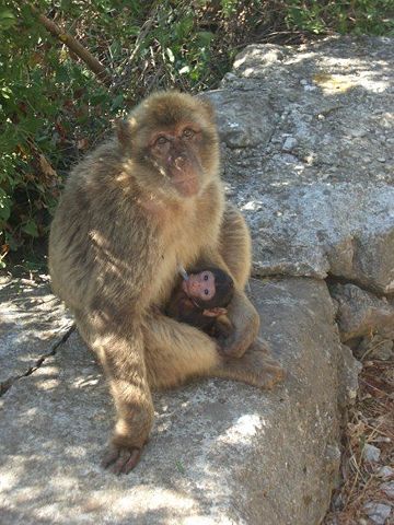 Image:Female Macaque with young suckling.jpg