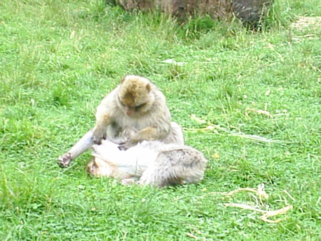 Image:Image-Barbary mac grooming.JPG