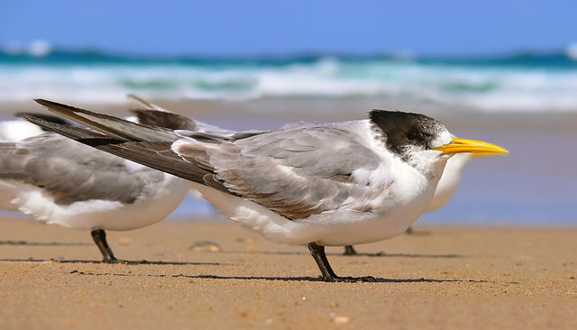 Image:Crested tern444 edit.jpg