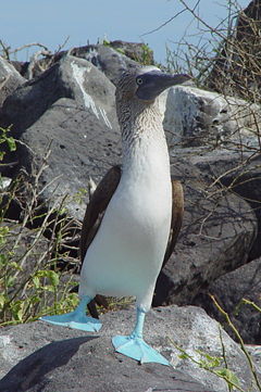 Blue-footed Booby displaying by raising a foot