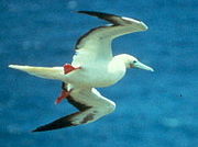 Red-footed Booby, Sula sula