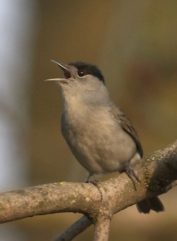 Image:Sylvia atricapilla male 2.jpg