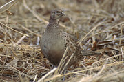 Adult hen, Poland