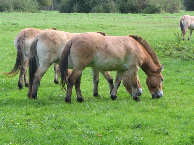 Image:Prezewalsky 26-9-2004-2.JPG