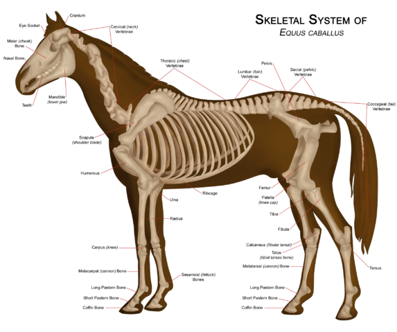 Image:Horseanatomy.png