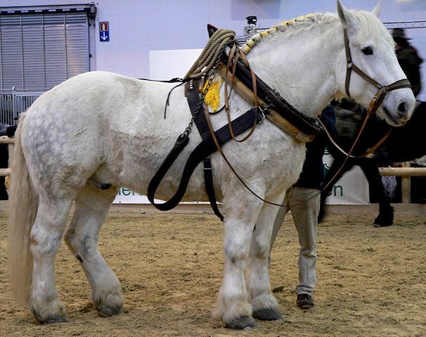 Image:Percheron 3 stehend rechts.jpg