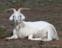 Male goat, also called a billy or buck