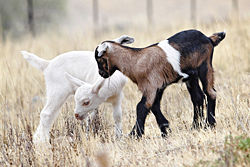 Baby goats, called kids. These two are actually siblings and come from two pure white parents