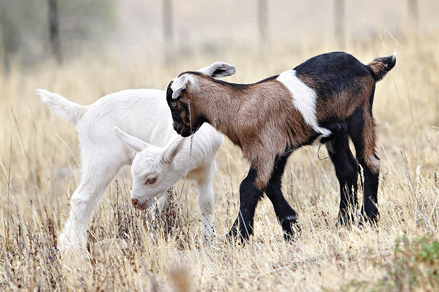 Image:Baby goats jan 2007.jpg