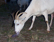 Mother goat eating placenta