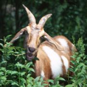 A goat feeding on weeds.