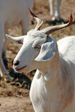 A goat with unusual horns
