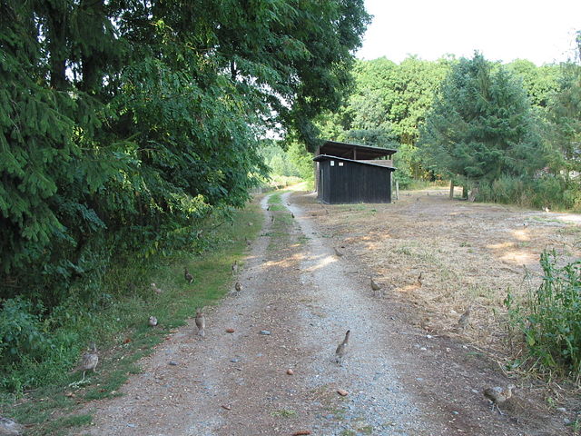 Image:Pheasant in Litovelske Pomoravi.jpg