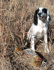 An English Cocker Spaniel has brought in the quarry