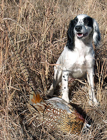 Image:Kerygma Cockers Echo & Pheasant.JPG