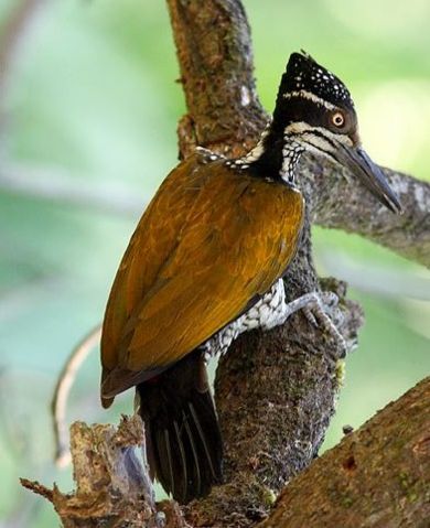 Image:GreaterFlameback.jpg