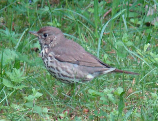 Image:Song Thrush-Mindaugas Urbonas-2c.jpg