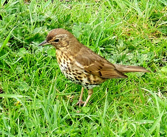 Image:Turdus philomelos0.jpg