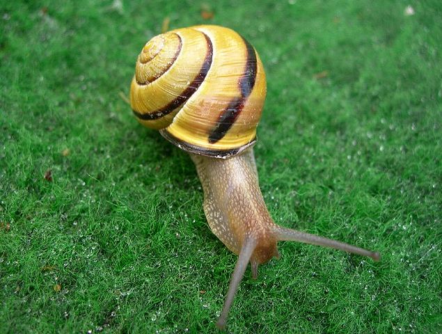 Image:Schneckesnail1.jpg