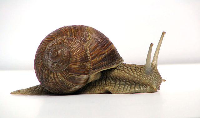 Image:Grapevinesnail 01.jpg