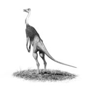 Struthiomimus altus.