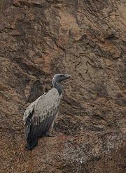 Indian vulture