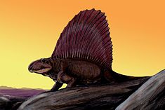 Restoration of Dimetrodon