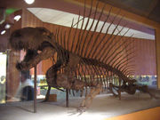 Dimetrodon grandis skeleton at the  National Museum of Natural History