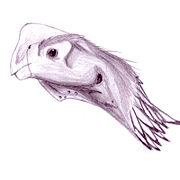 Profile of Oviraptor philoceratops.