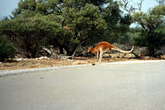 Image:Western australia kan.jpg