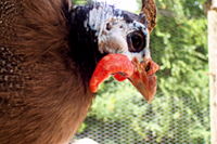 Detail of the guineafowl's head.