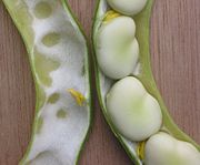 Broad beans in the pod