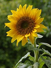 A sunflower, a typical sign of summer.