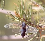 The cicada (semi) is a common late summer kigo.