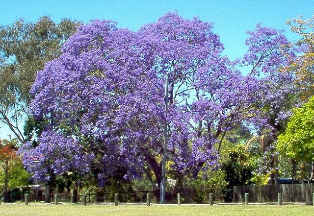 Image:Jacarandatree.jpg