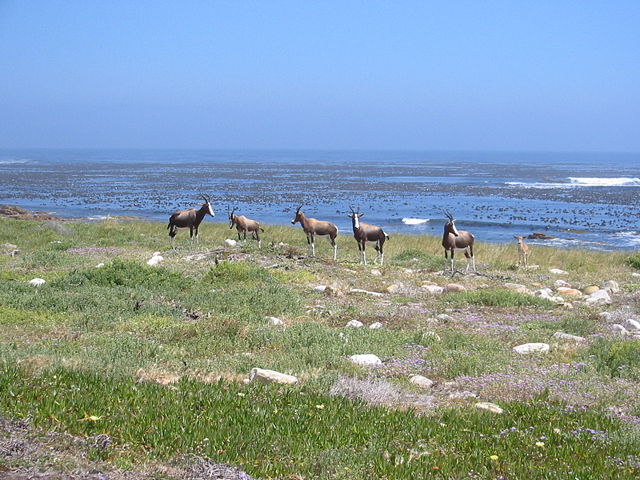 Image:Bontebok-TW.jpg