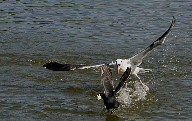 Image:Gull attacking coot.jpg