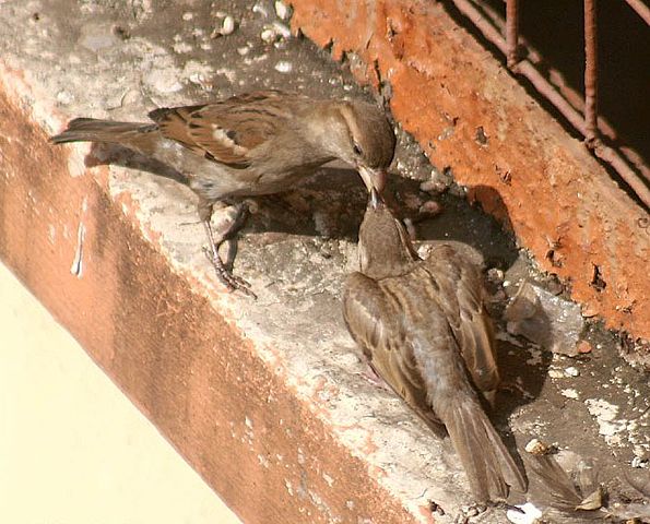 Image:House sparrow I IMG 7054.jpg