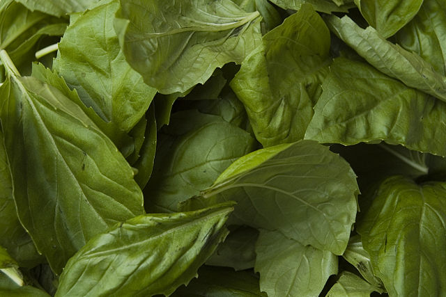 Image:Basil leaves.jpg