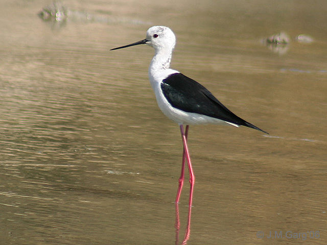 Image:Black winged Stilt I MG 9747.jpg