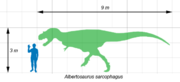 Albertosaurus sarcophagus with a human for scale