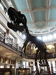 Albertosaurus skeleton at the Redpath Museum, Montreal