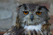 Face of a female Eagle Owl.