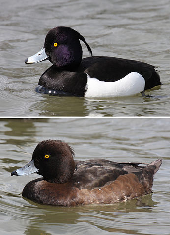 Image:Tufted-Duck-male-female.jpg