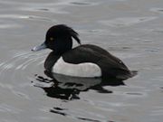 Male, showing the prominent tuft